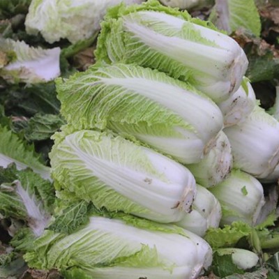 密農人家 老北京大白菜 炒吃大白菜新鮮脆嫩 北京蔬菜 適合炒吃腌制 8斤